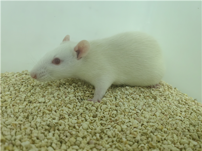 腎炎動物模型
