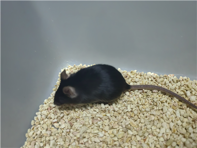 脂肪肝動物模型