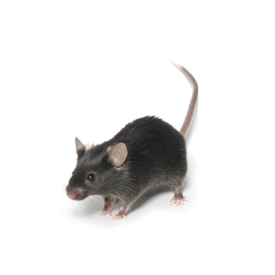 帶狀皰疹動物模型構(gòu)建