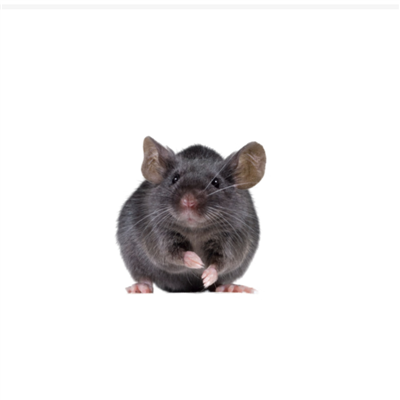 乙肝動物模型構(gòu)建
