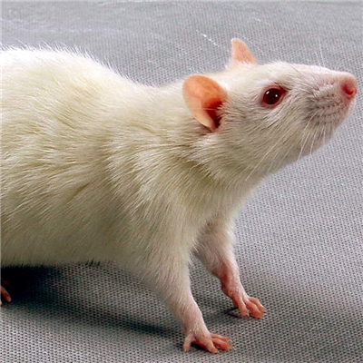 青光眼動物模型構(gòu)建