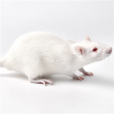 腦脊髓炎動物模型構(gòu)建